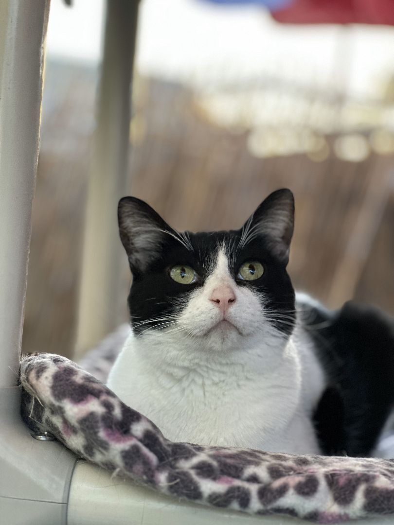 Cosmo, a Adoptable Domestic Short Hair in St. George, UT image 3/12