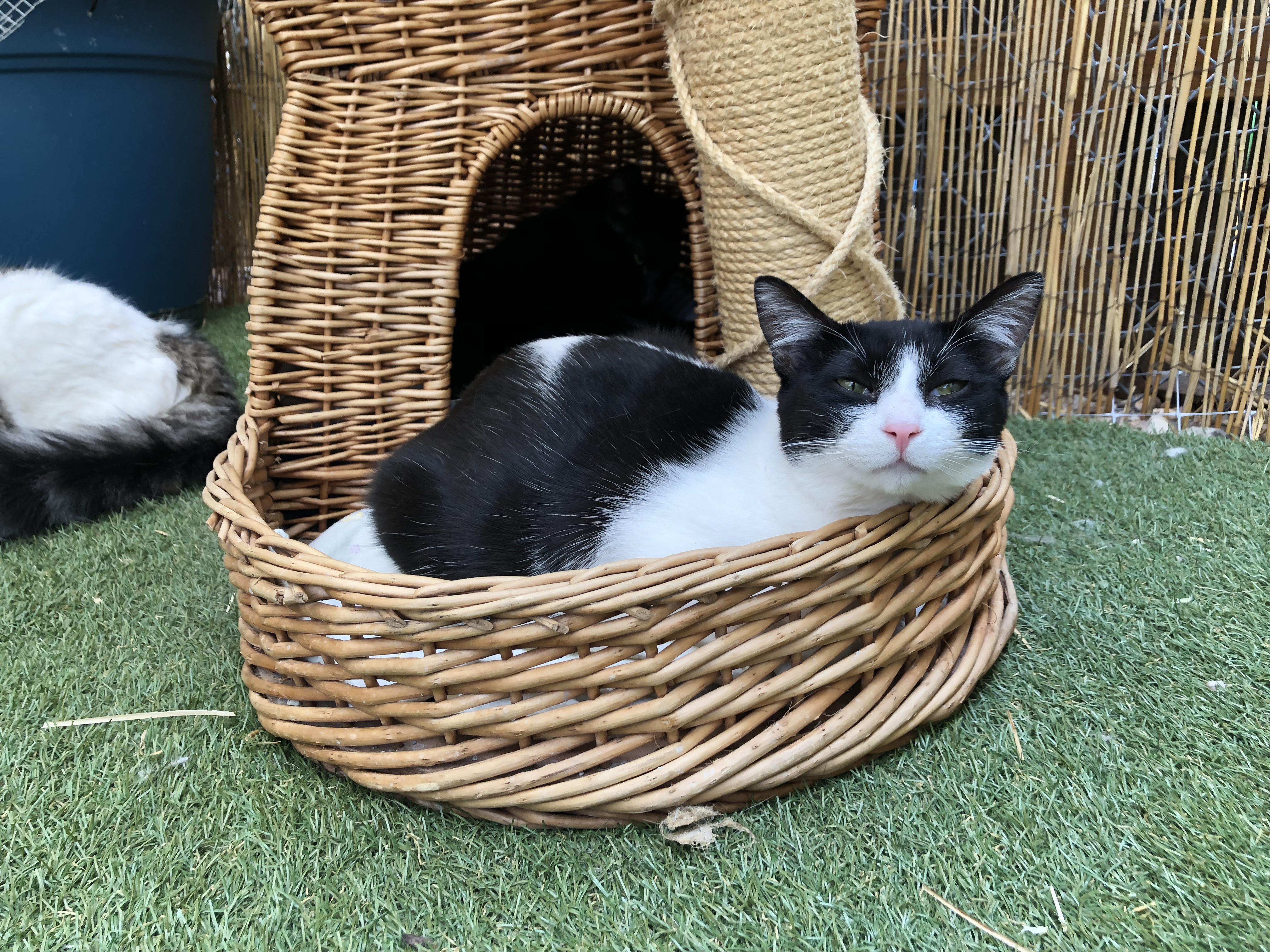 Cosmo, a Adoptable Domestic Short Hair in St. George, UT image 4/12