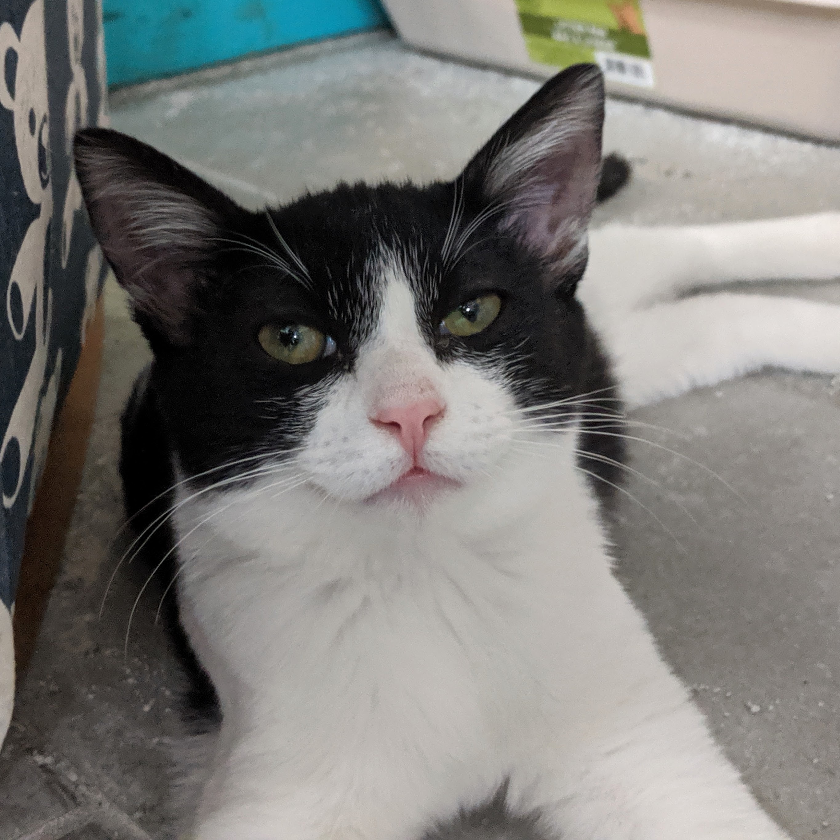 Cosmo, a Adoptable Domestic Short Hair in St. George, UT image 5/12