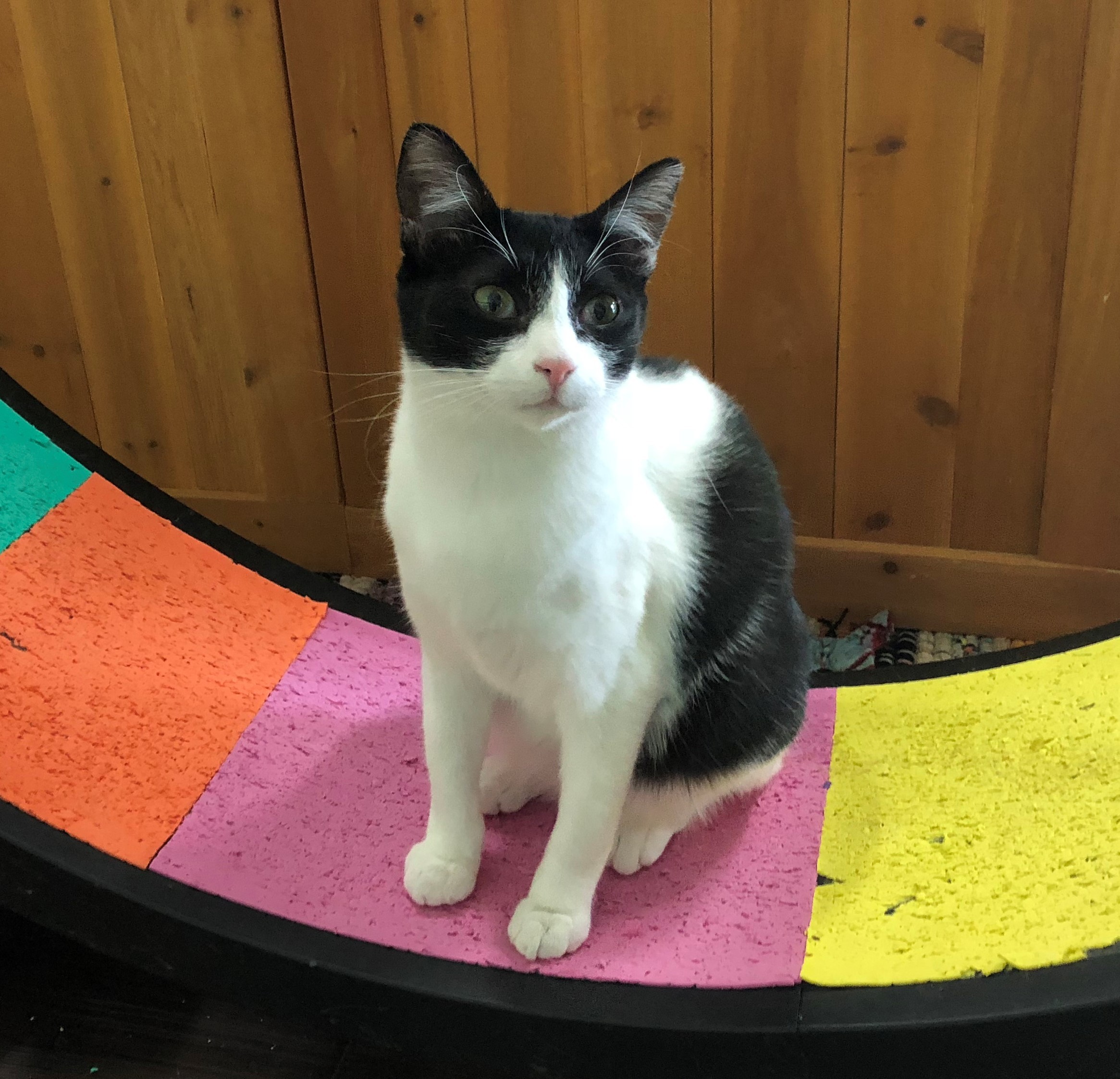 Cosmo, a Adoptable Domestic Short Hair in St. George, UT image 6/12