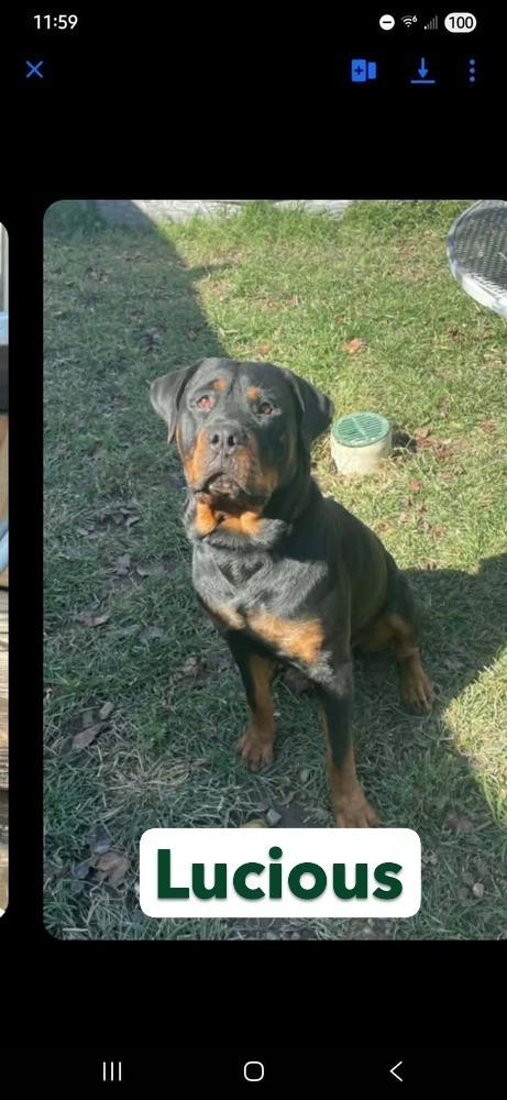 Enlarge Lucious, a Adoptable Rottweiler in Warrenton, MO image 1/6