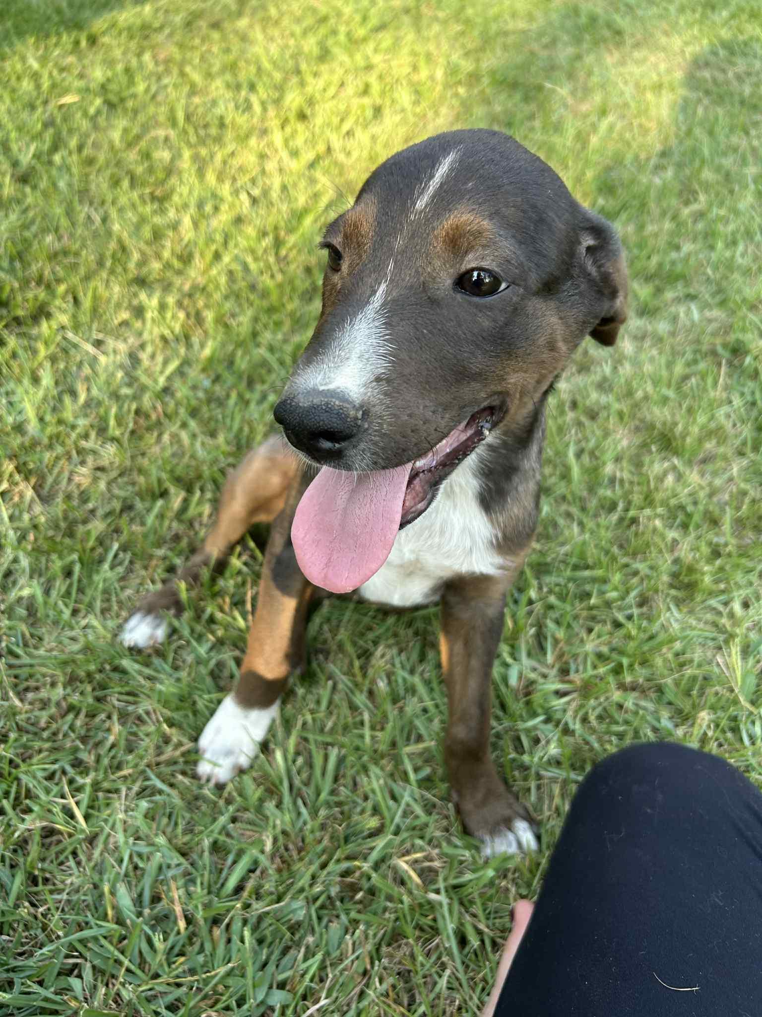 Chili, a Adoptable mixed breed in Carthage, MS image 3/3