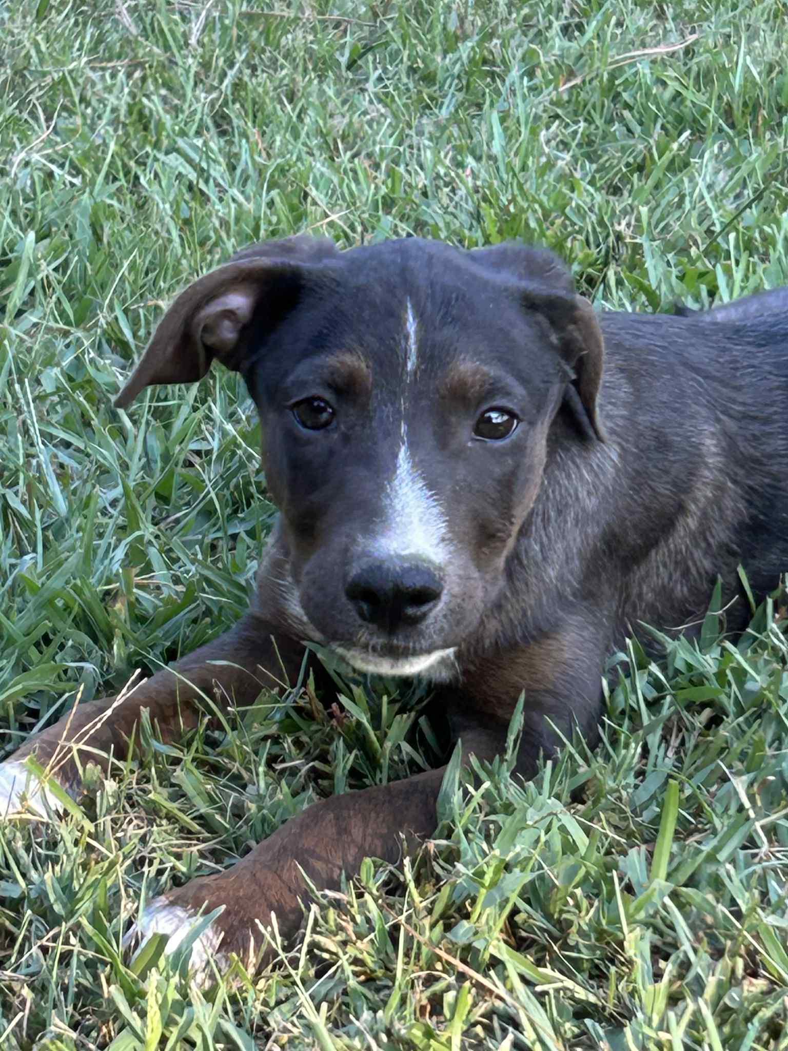 Chili, a Adoptable mixed breed in Carthage, MS image 1/3