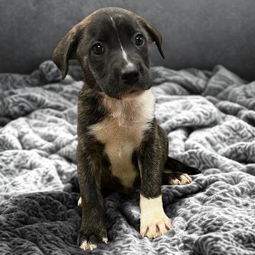 Roller, ADOPTABLE, Puppy Male Labrador Retriever.