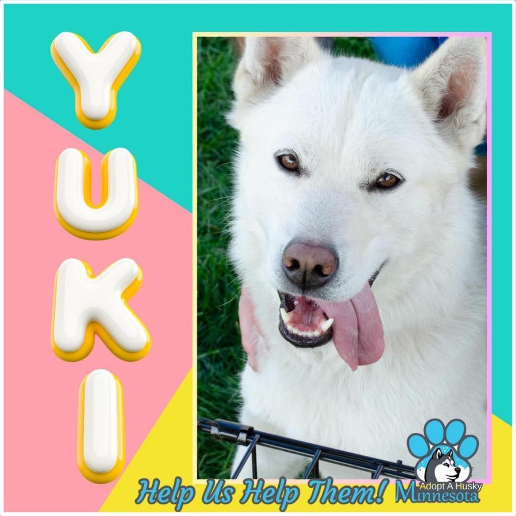 Enlarge Yuki, a Adoptable mixed breed in Blaine, MN image 1/6