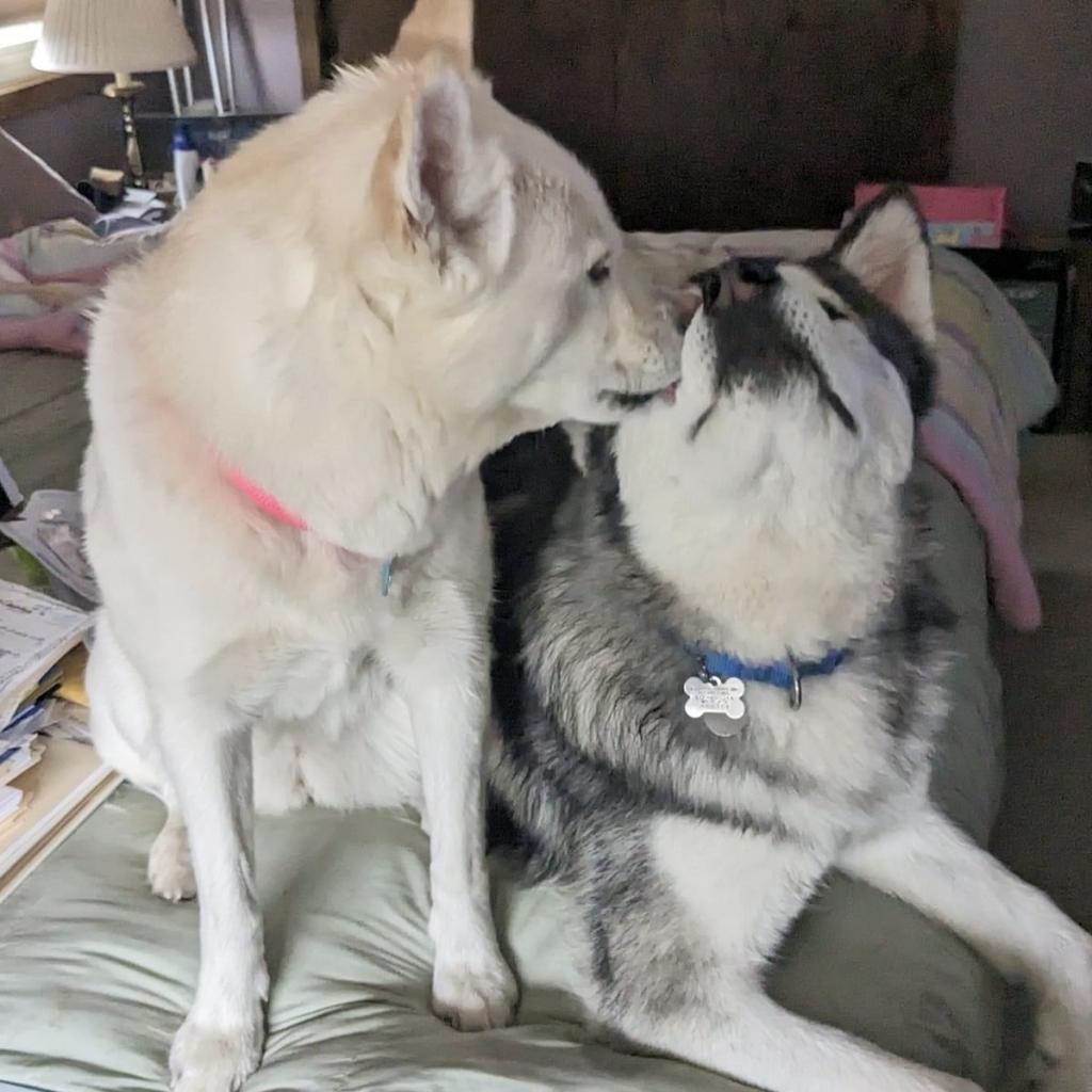 Enlarge Yuki, a Adoptable mixed breed in Blaine, MN image 2/6