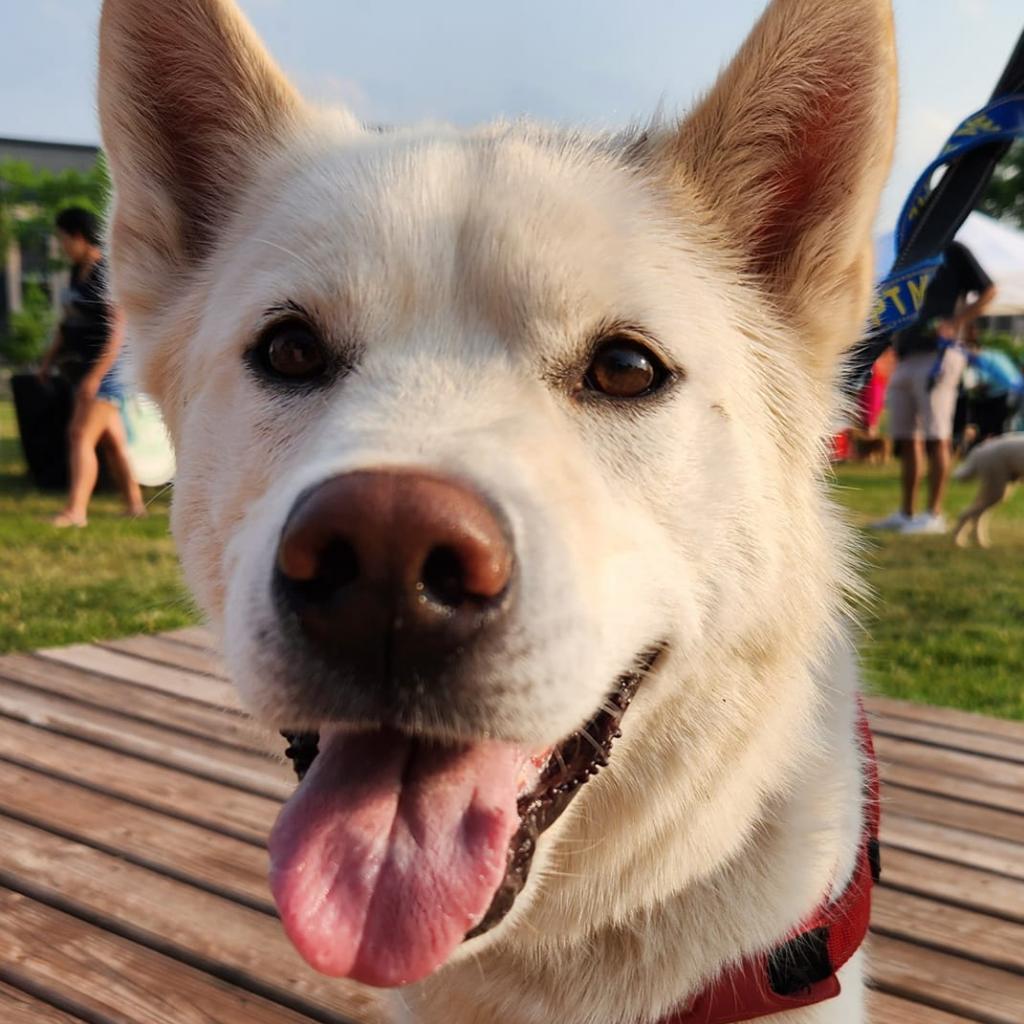 Enlarge Yuki, a Adoptable mixed breed in Blaine, MN image 4/6