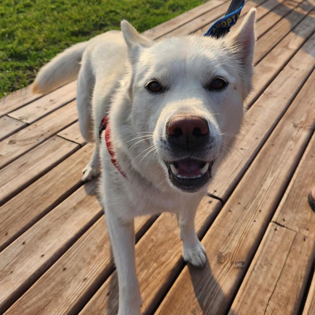 Enlarge Yuki, a Adoptable mixed breed in Blaine, MN image 6/6