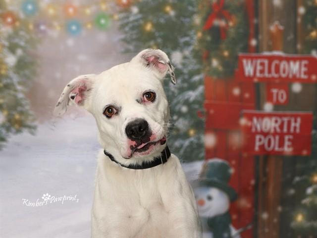 Enlarge DENALI, a Adoptable mixed breed in Omaha, NE image 1/1
