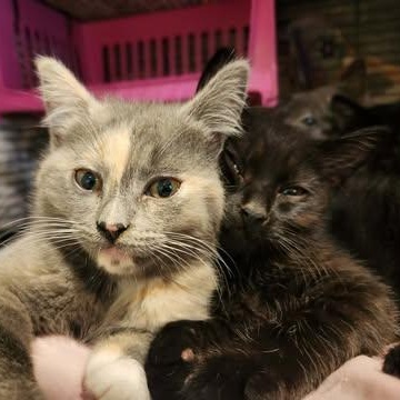 MIRANDA, an adopted Domestic Short Hair in Campbell River, BC image 4/5