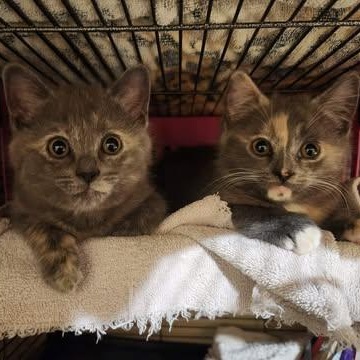 MIRANDA, an adopted Domestic Short Hair in Campbell River, BC image 5/5