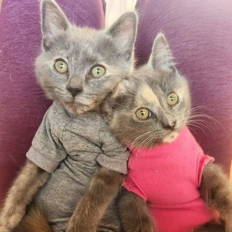 MIRANDA, an adopted Domestic Short Hair in Campbell River, BC image 2/5