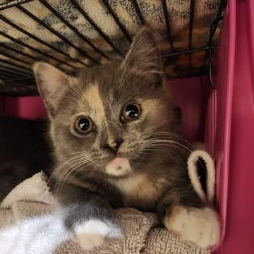 MIRANDA, an adopted Domestic Short Hair in Campbell River, BC image 1/5