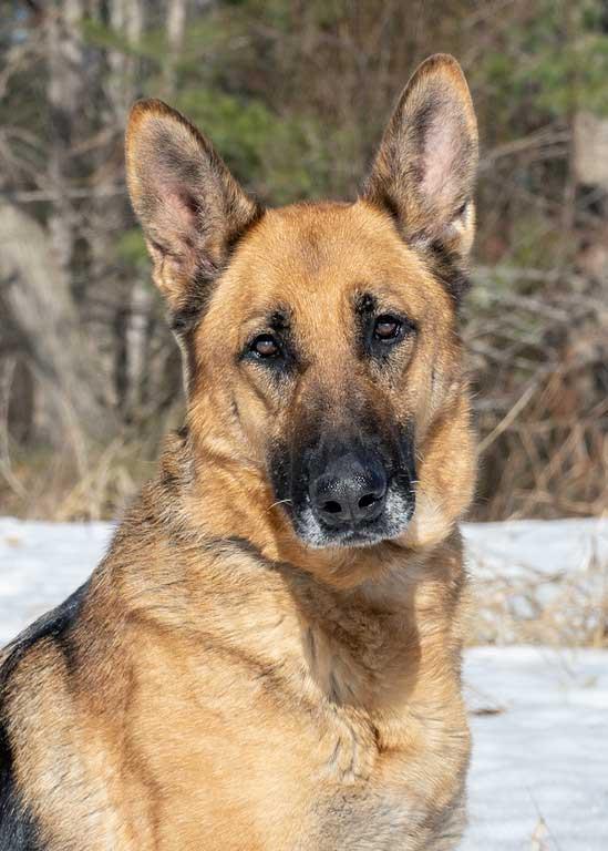 Enlarge Nina, a ADOPTABLE German Shepherd Dog in Wayland, MA image 2/6