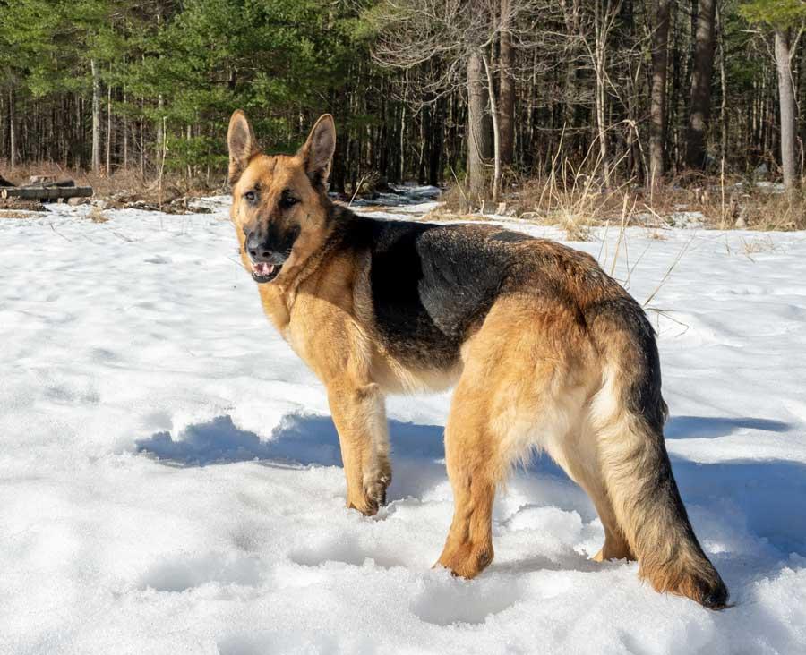 Enlarge Nina, a ADOPTABLE German Shepherd Dog in Wayland, MA image 4/6