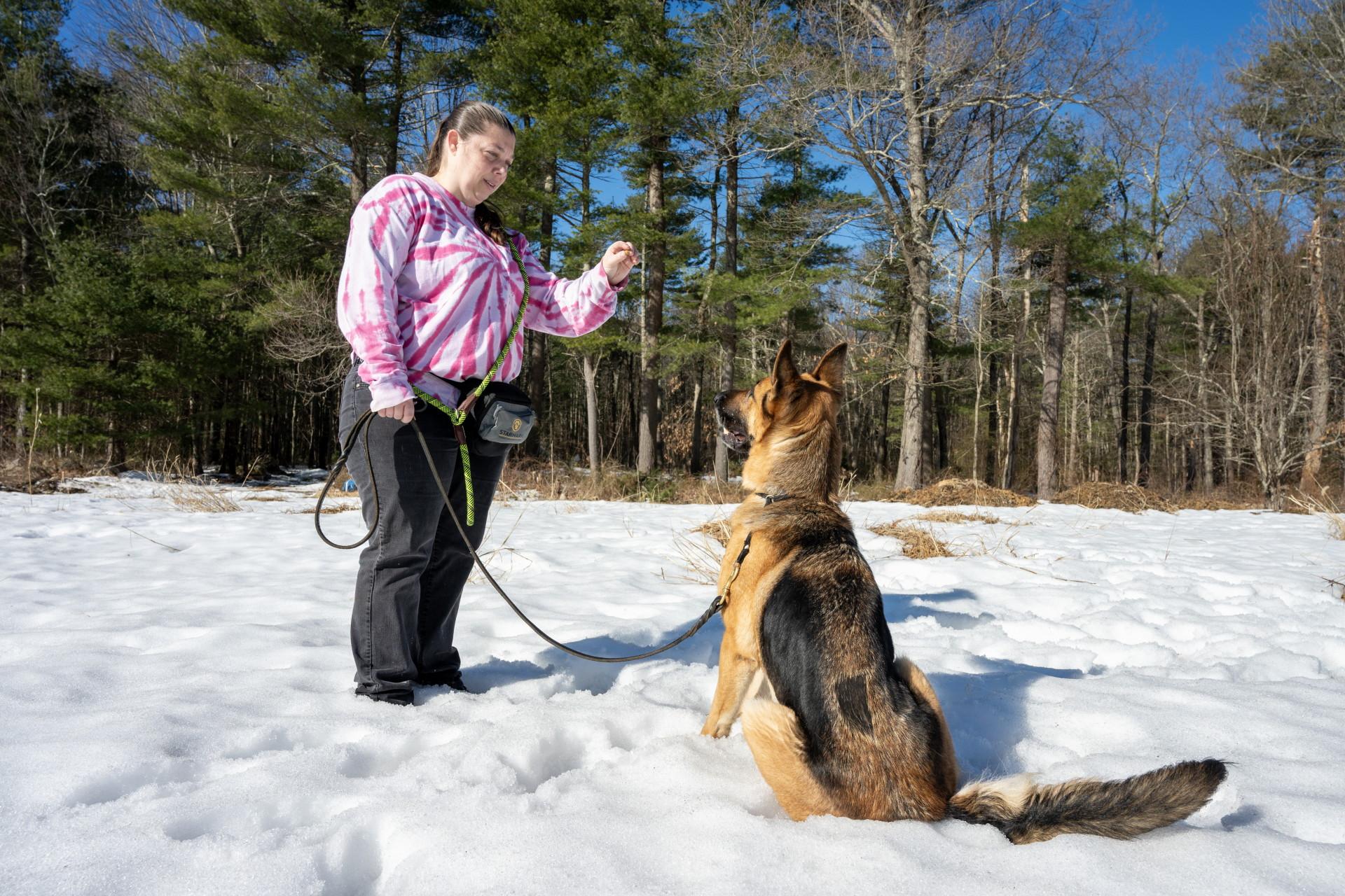 Enlarge Nina, a ADOPTABLE German Shepherd Dog in Wayland, MA image 6/6