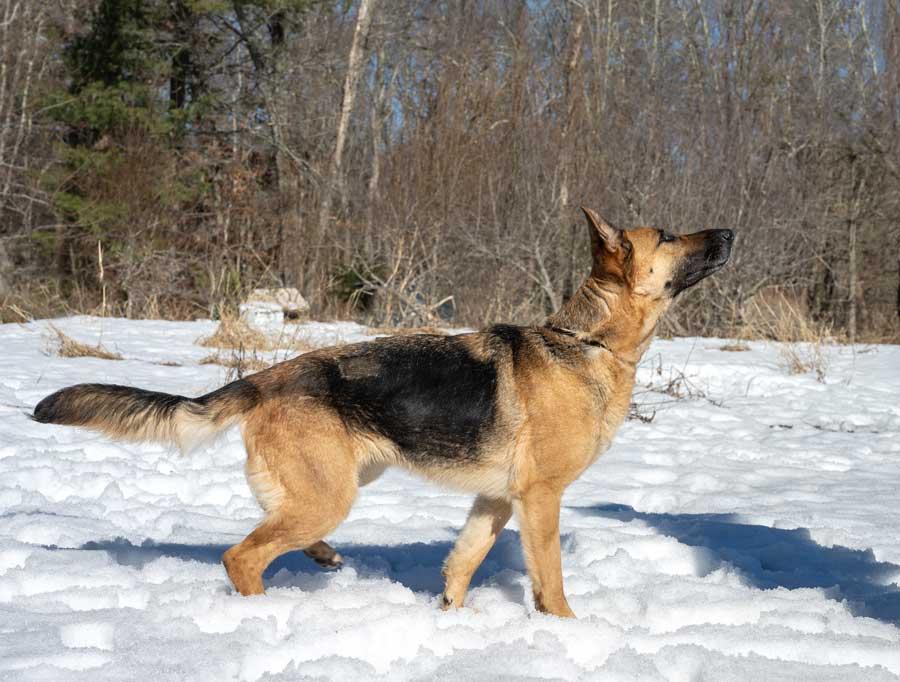 Enlarge Nina, a ADOPTABLE German Shepherd Dog in Wayland, MA image 3/6