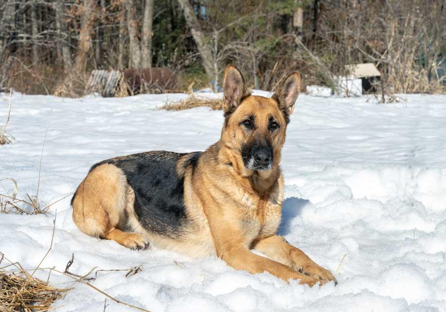 Enlarge Nina, a ADOPTABLE German Shepherd Dog in Wayland, MA image 1/6