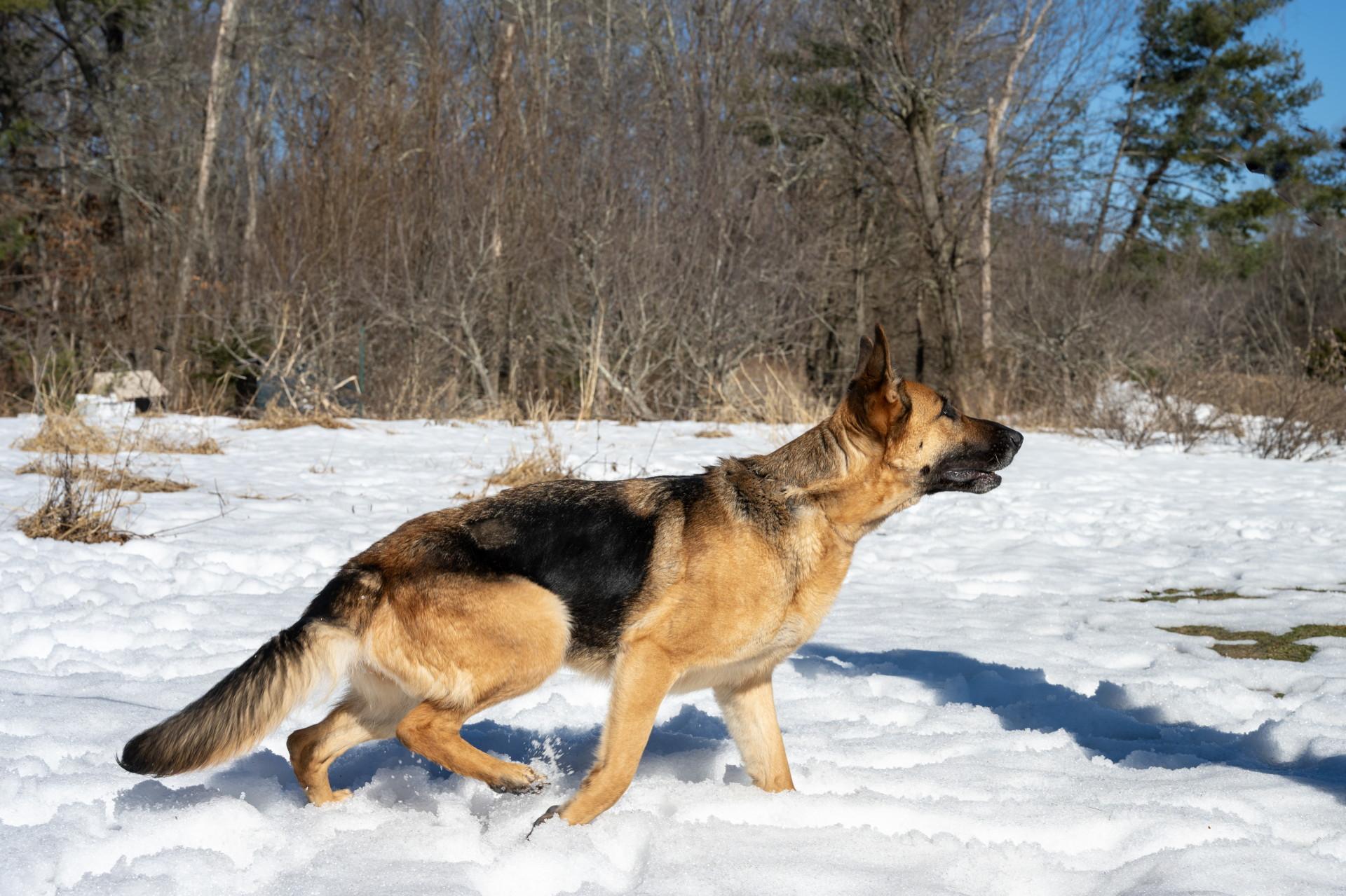 Enlarge Nina, a ADOPTABLE German Shepherd Dog in Wayland, MA image 5/6