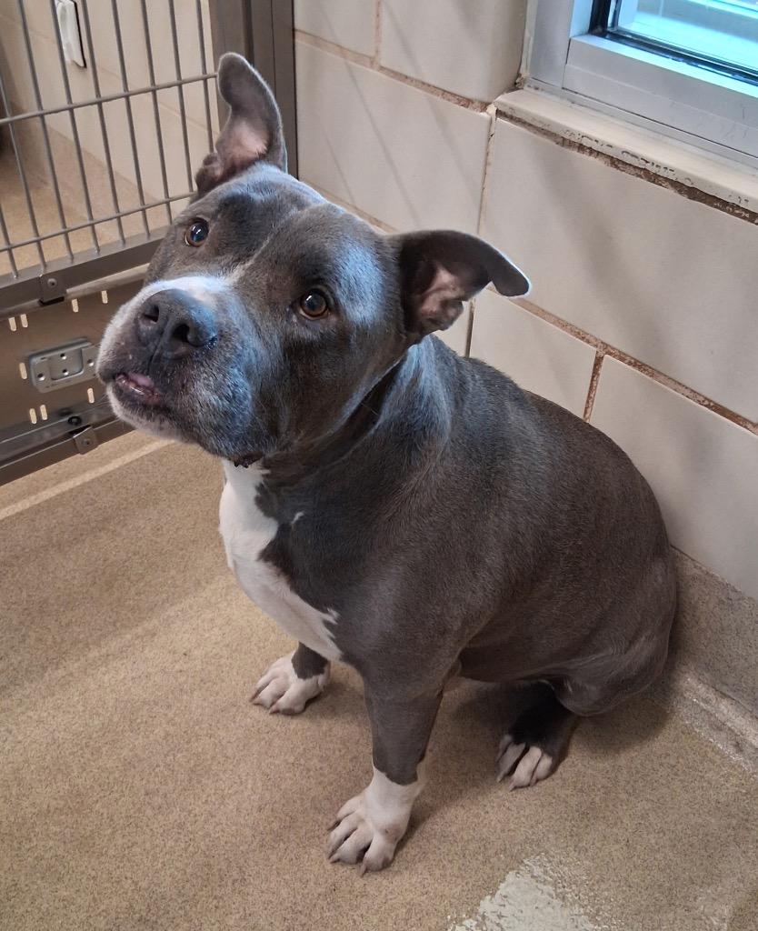 Enlarge Bubbles, a Adoptable mixed breed in Seguin, TX image 1/1