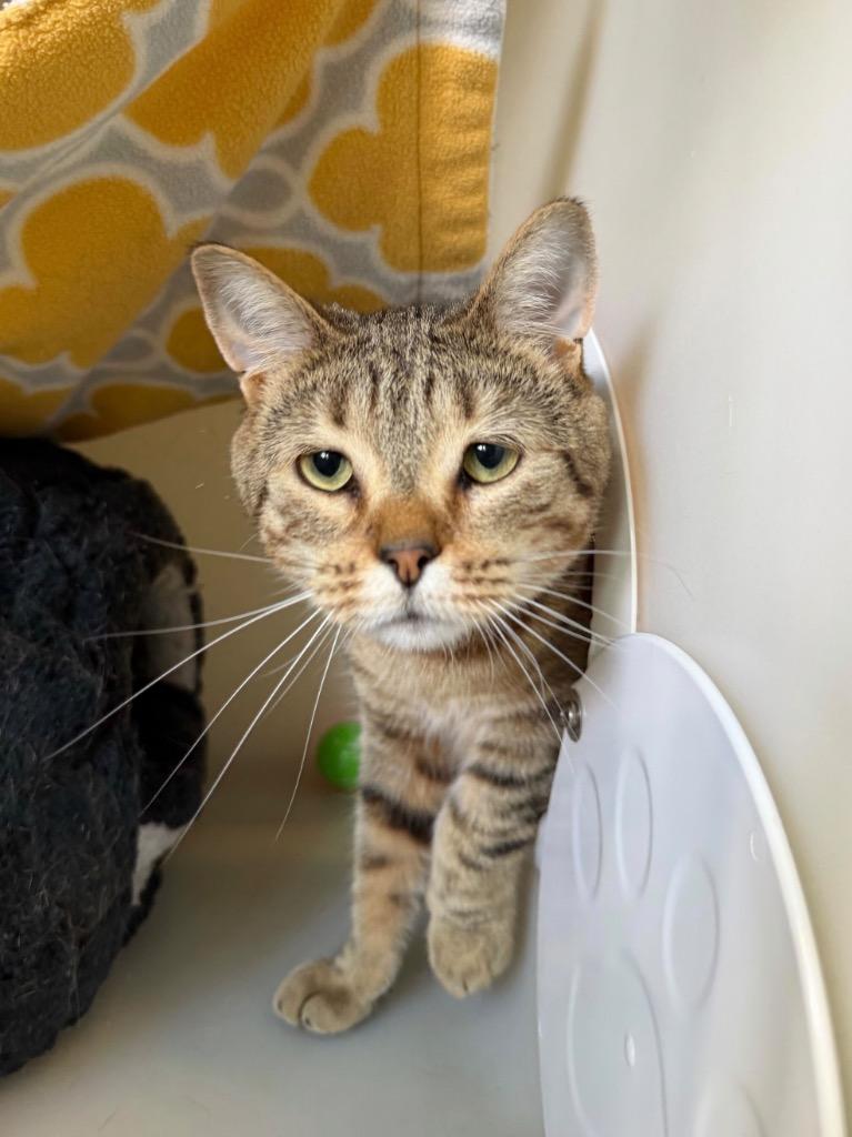 Alejandro, Adoptable, Young Male Domestic Short Hair.