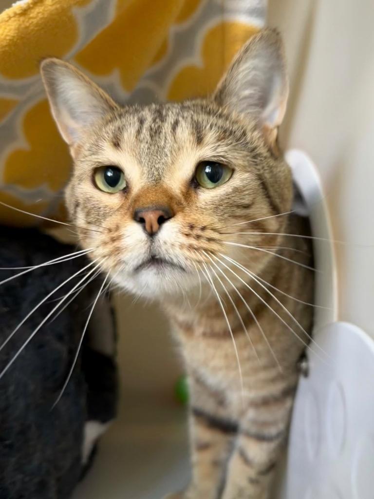Alejandro, a Adoptable mixed breed in Menomonie, WI image 4/4