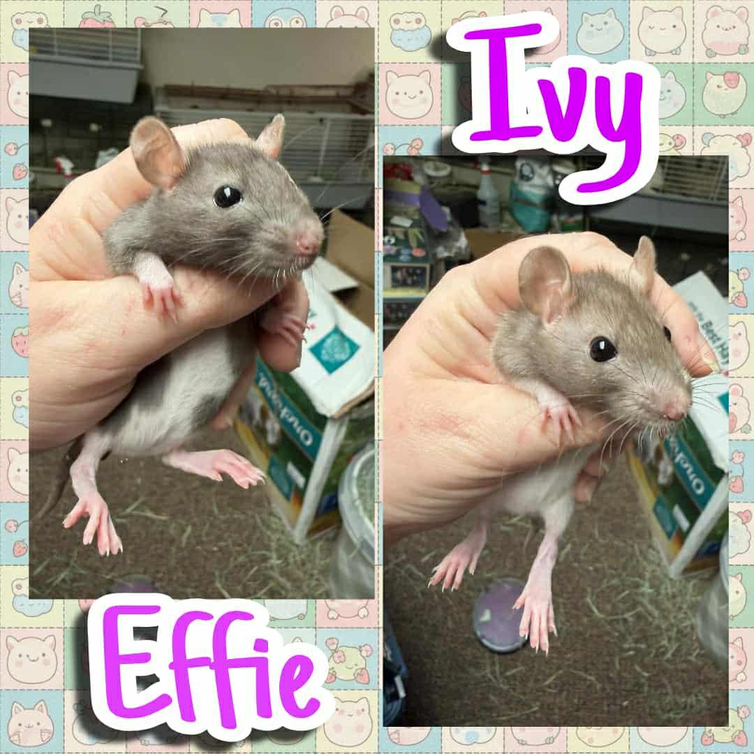 Effie and Ivy: video!!