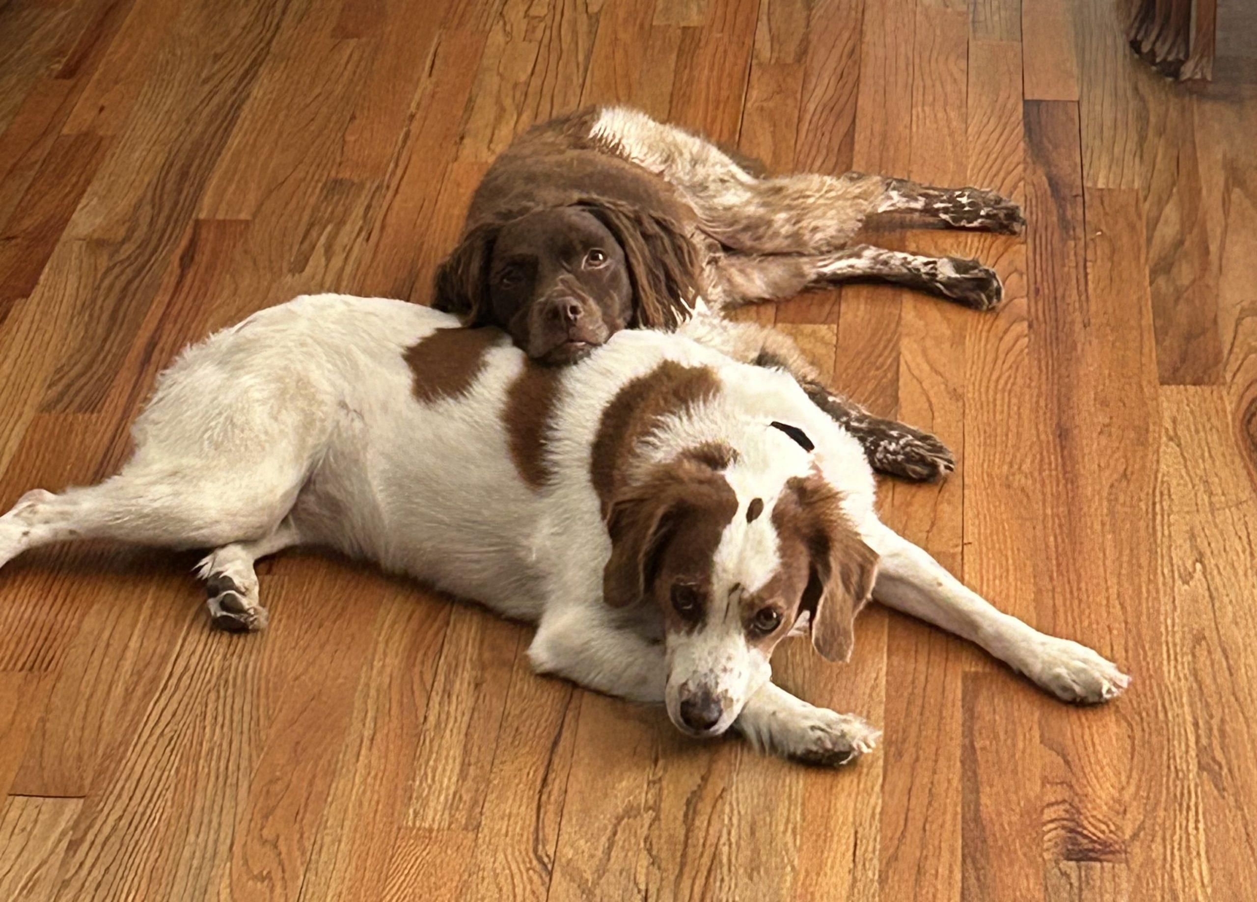 Jill - 20041107-TN, Adopted, Senior Female Brittany Spaniel.