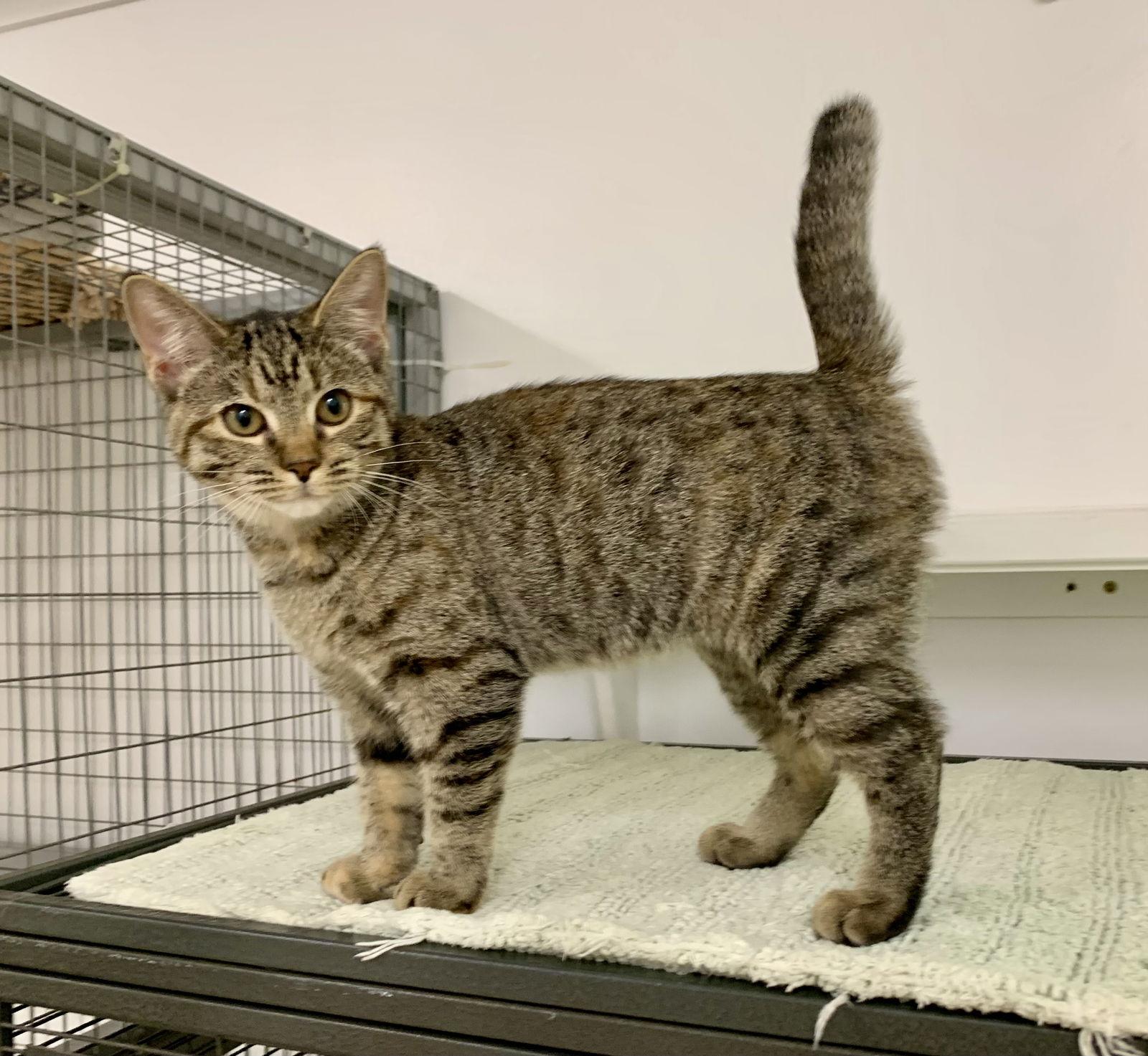 Heather, Adopted, Young Female Tabby & Domestic Short Hair.