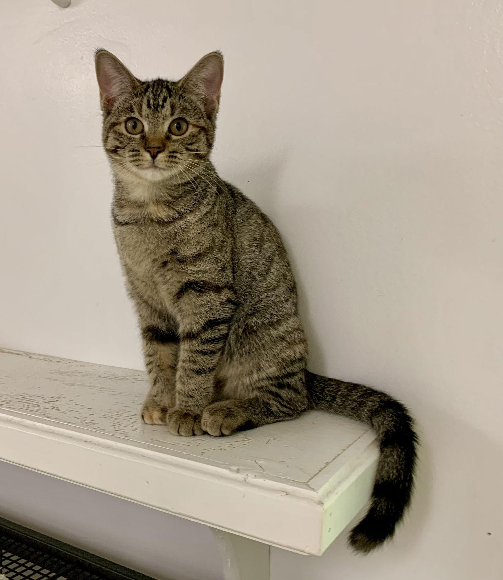 Enlarge Heather, a Adopted mixed breed in Mc Cormick, SC image 2/3