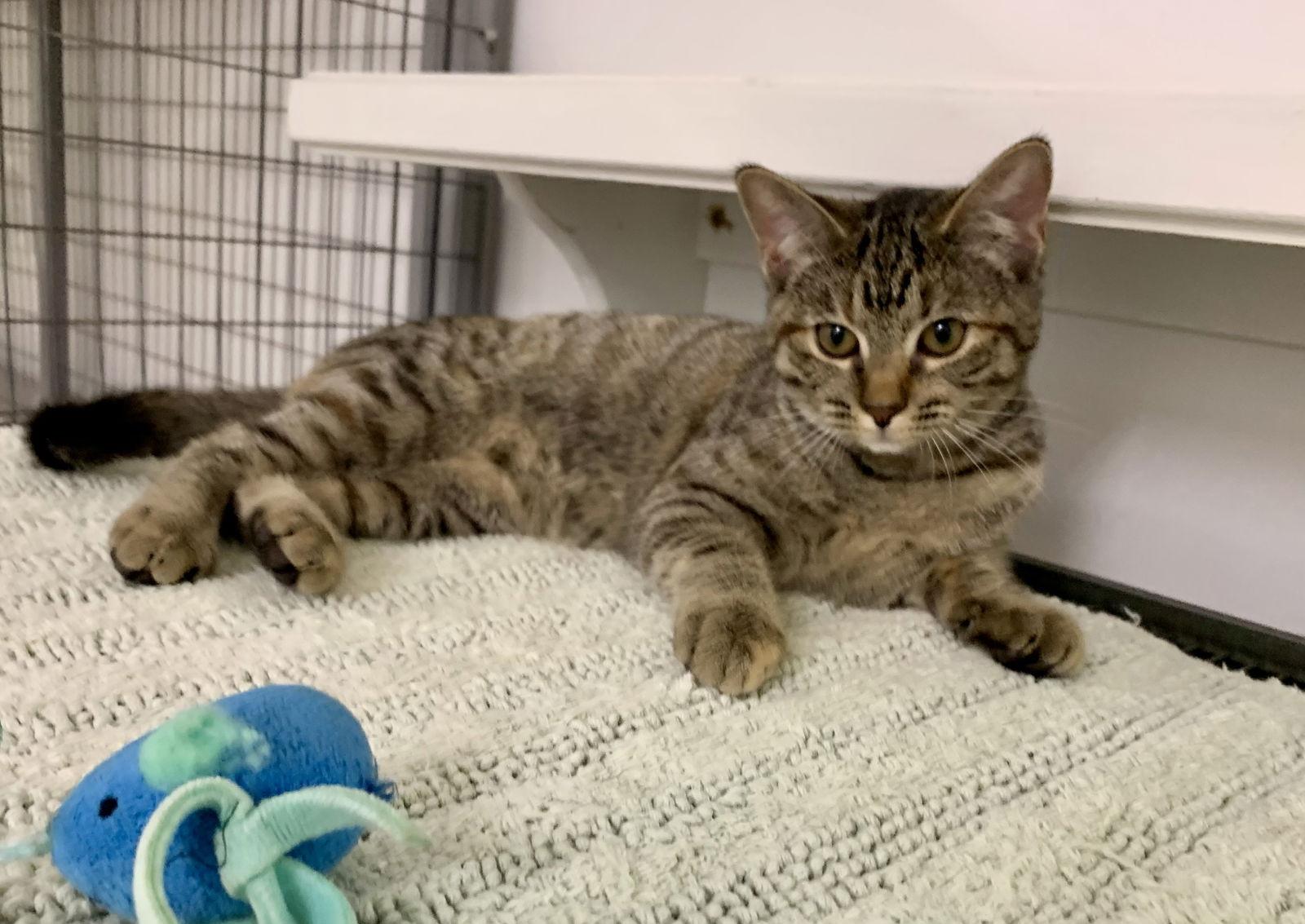 Enlarge Heather, a Adopted mixed breed in Mc Cormick, SC image 3/3