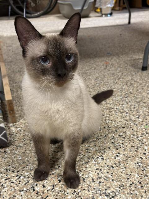 Enlarge NC - CP Bella, a ADOPTABLE mixed breed in Winston Salem, NC image 2/3