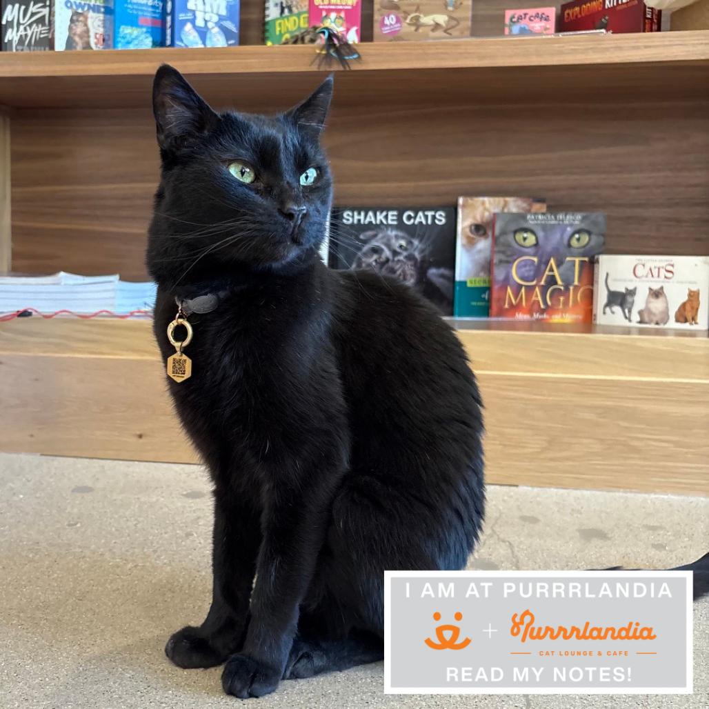 Tostones, Adoptable, Adult Male Domestic Short Hair.