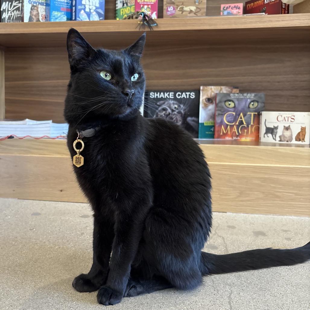 Tostones, Adoptable, Adult Male Domestic Short Hair.