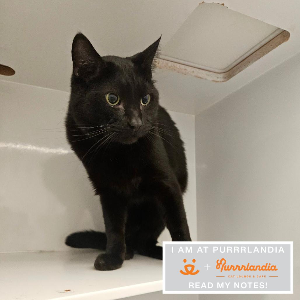 Enlarge Tostones, a Adoptable Domestic Short Hair in Los Angeles, CA image 2/2