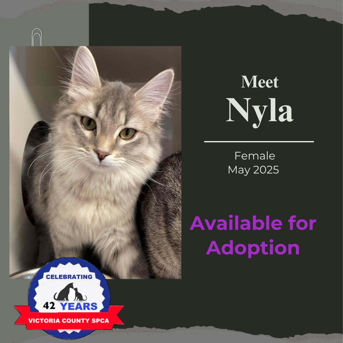Nyla, adopted, Adult Female Domestic Long Hair.