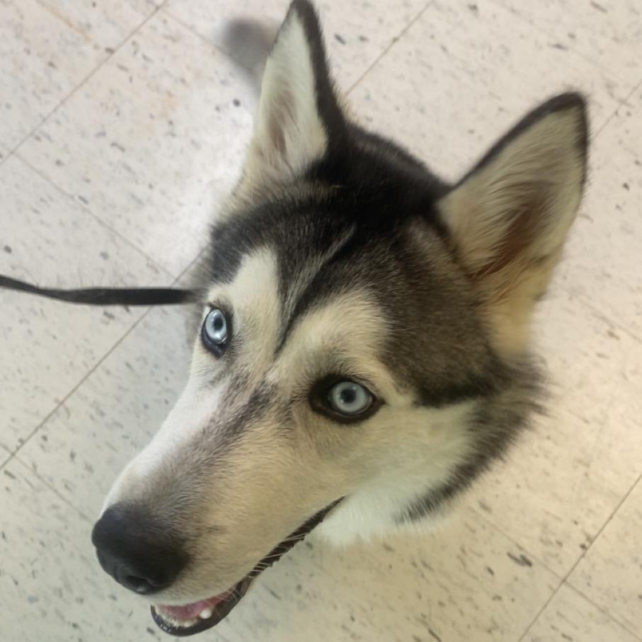 Enlarge Clover, a Adoptable Husky in Emporia, KS image 2/6