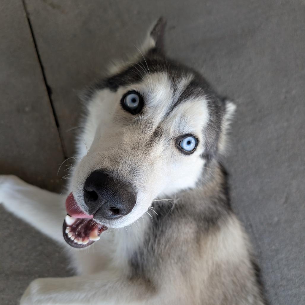 Enlarge Clover, a Adoptable Husky in Emporia, KS image 3/6