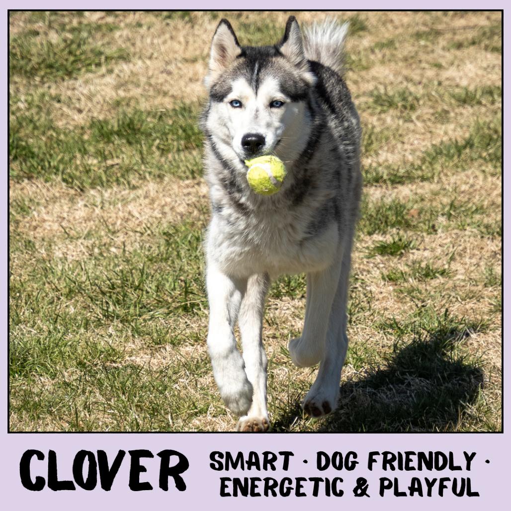 Enlarge Clover, a Adoptable Husky in Emporia, KS image 5/6