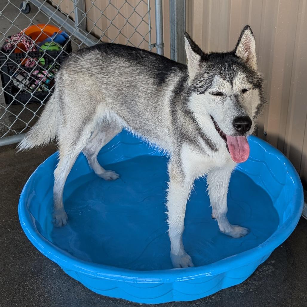 Enlarge Clover, a Adoptable Husky in Emporia, KS image 6/6