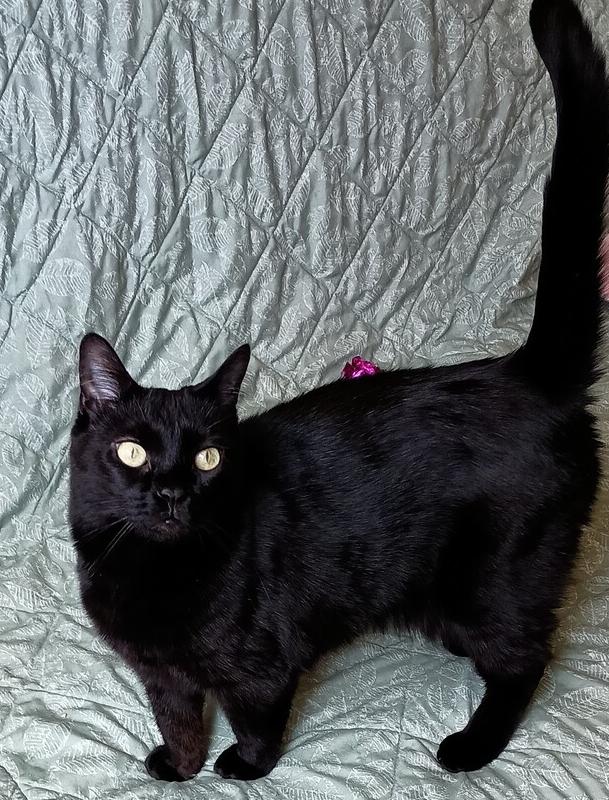Midnight, Adoptable, Senior Female Domestic Short Hair.