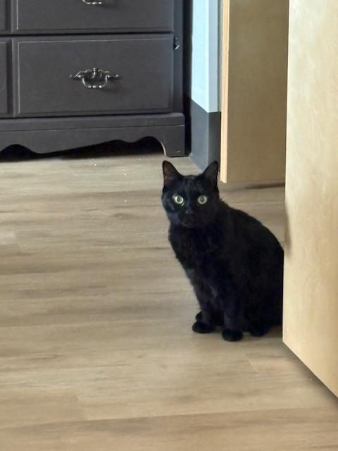 Enlarge Midnight, a Adoptable Domestic Short Hair in Eugene, OR image 1/1