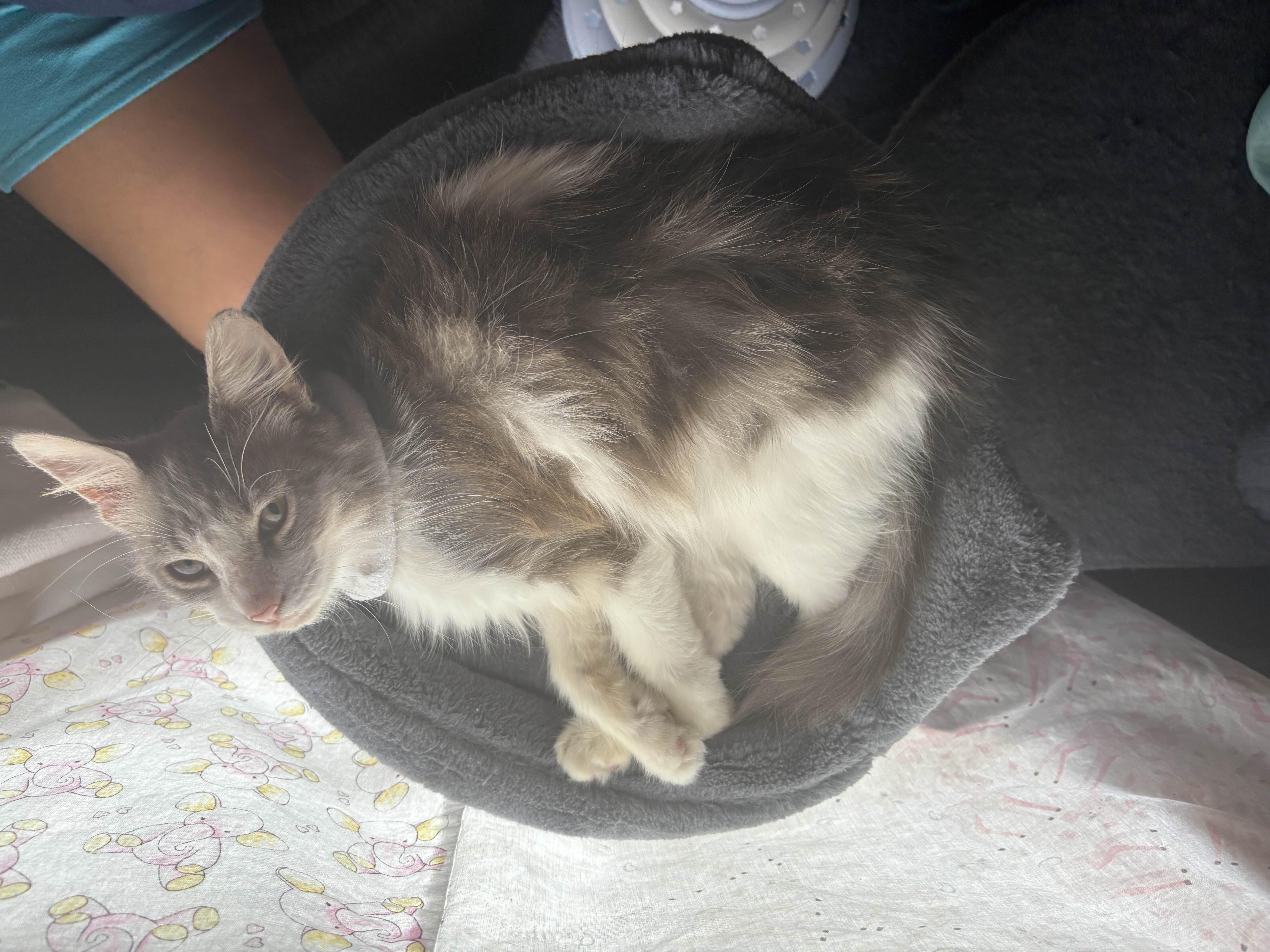 Meatball, a Adopted mixed breed in Pearland, TX image 1/4