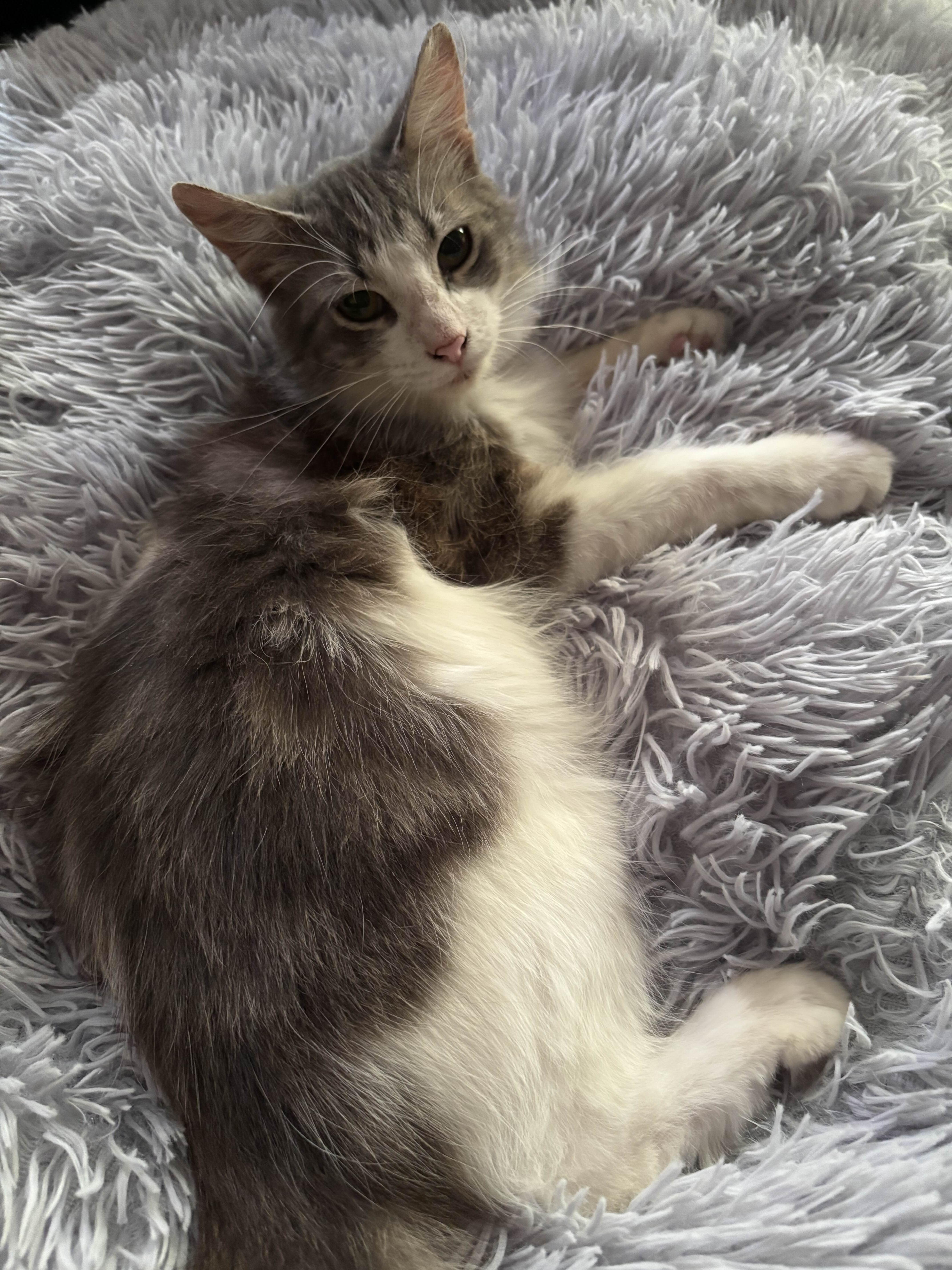 Meatball, a Adopted mixed breed in Pearland, TX image 2/4