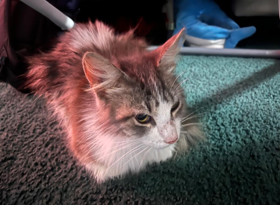 Meatball, a Adopted mixed breed in Pearland, TX image 3/4