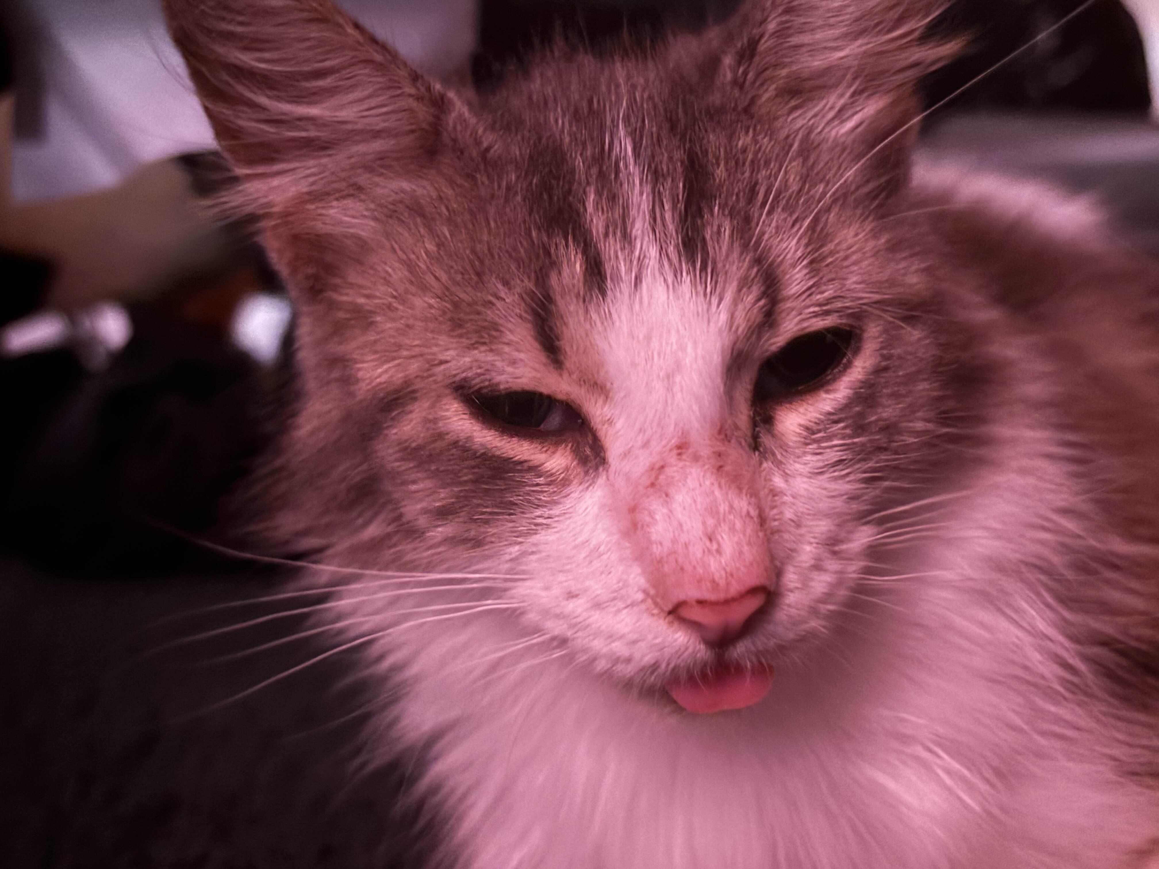 Meatball, a Adopted mixed breed in Pearland, TX image 4/4