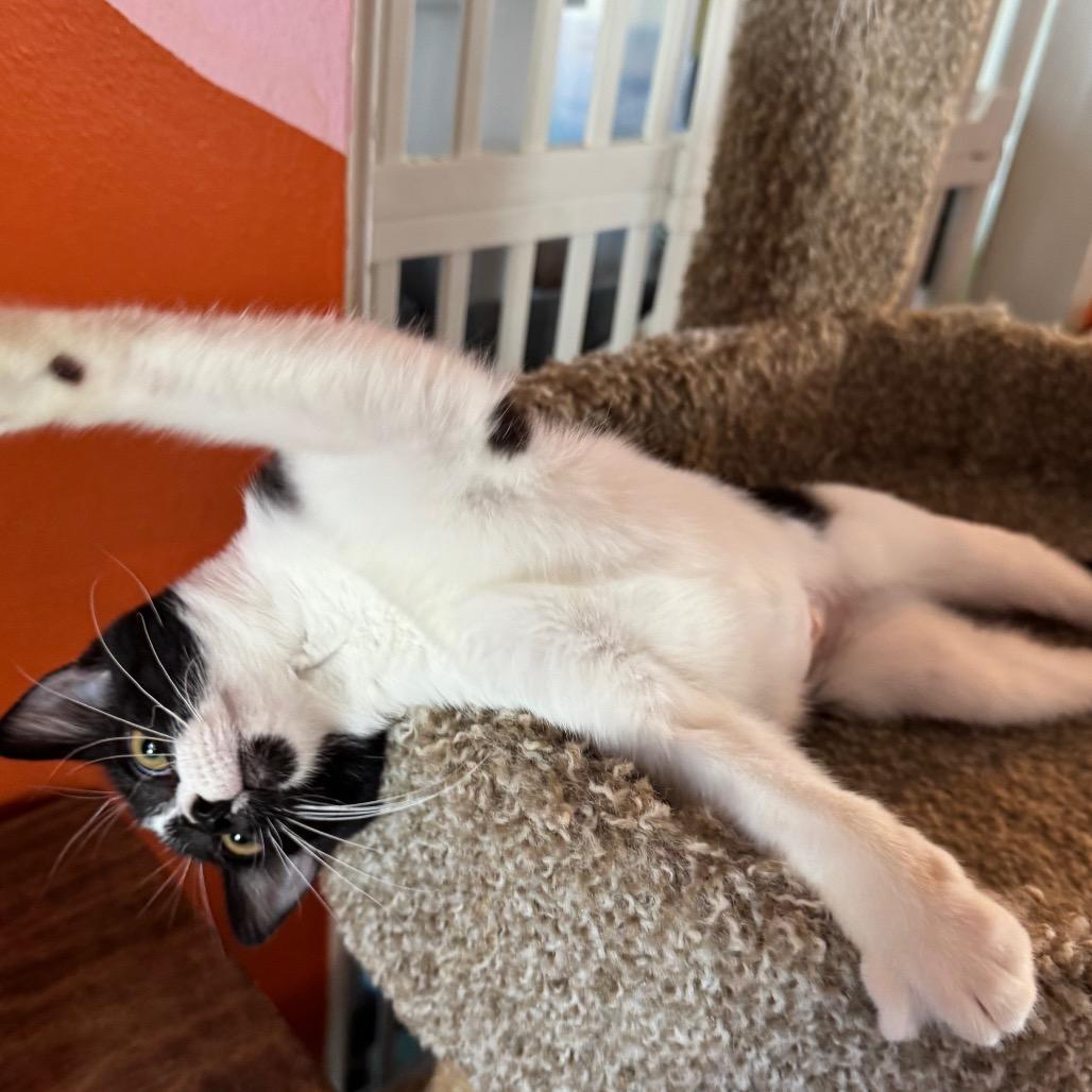 Orphan Annie, Adoptable, Kitten Female Domestic Short Hair.
