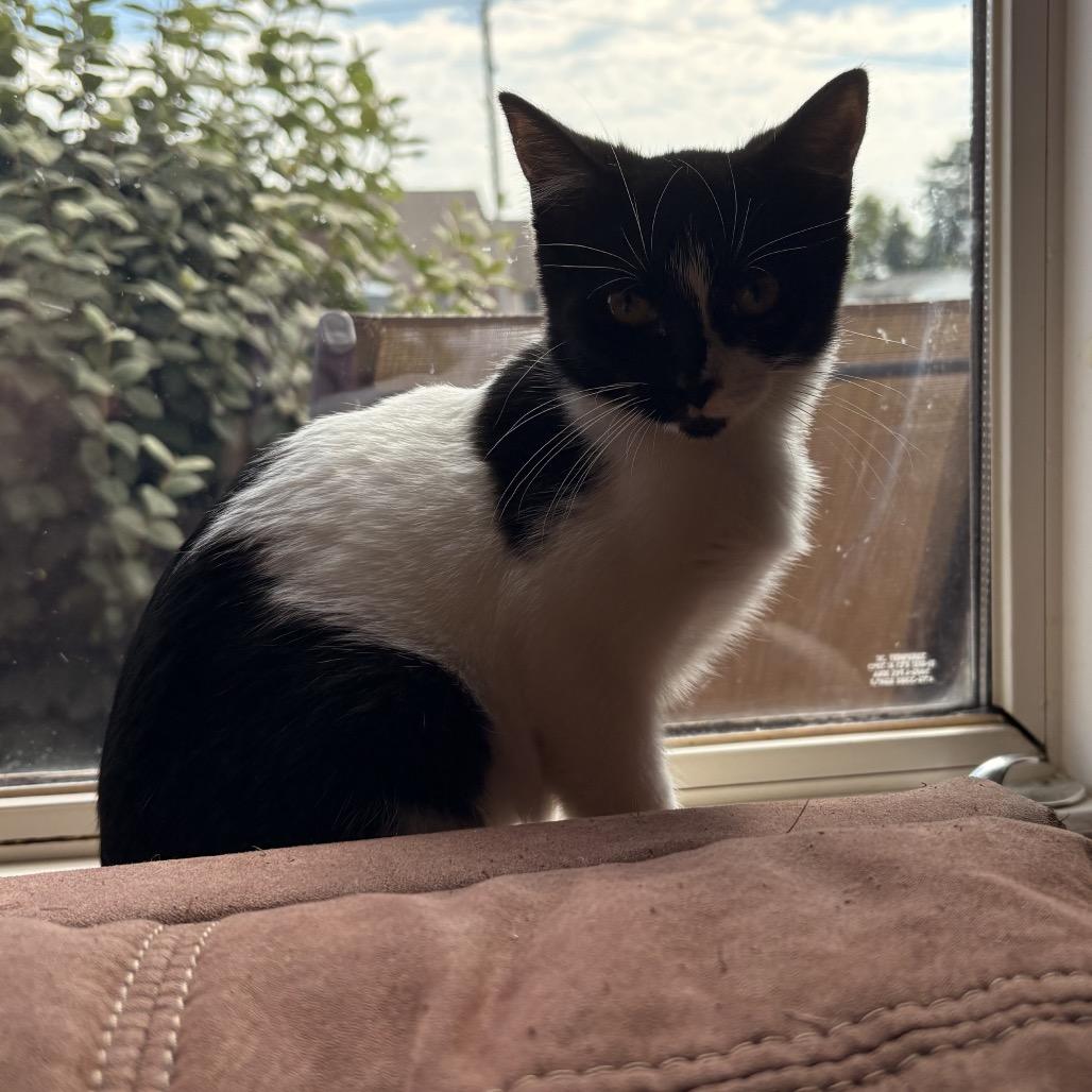 Enlarge Orphan Annie, a Adoptable Domestic Short Hair in Mount Vernon, IL image 2/6