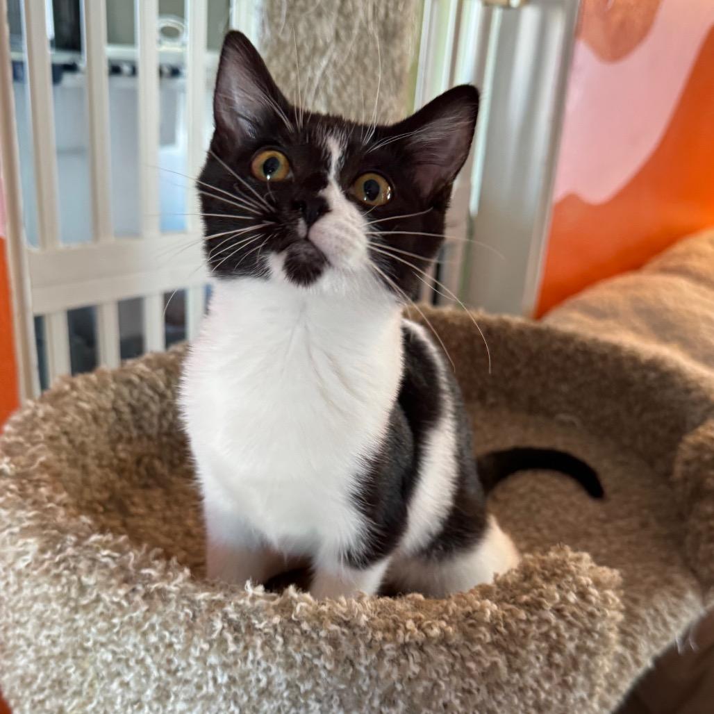 Enlarge Orphan Annie, a Adoptable Domestic Short Hair in Mount Vernon, IL image 3/6