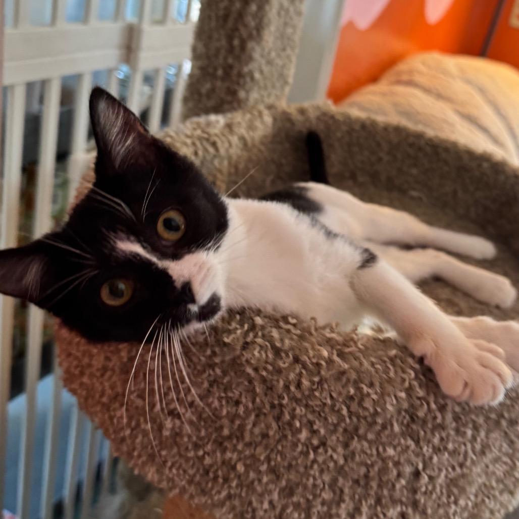 Enlarge Orphan Annie, a Adoptable Domestic Short Hair in Mount Vernon, IL image 4/6